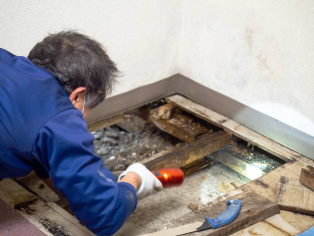 Best Certified Mold Removal  in Celina, TX