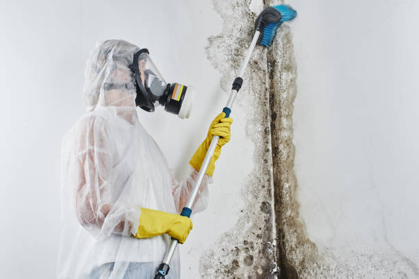 Best Residential Mold Removal  in Celina, TX