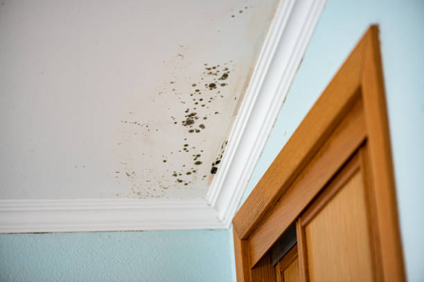 Best Local Mold Removal Service  in Celina, TX