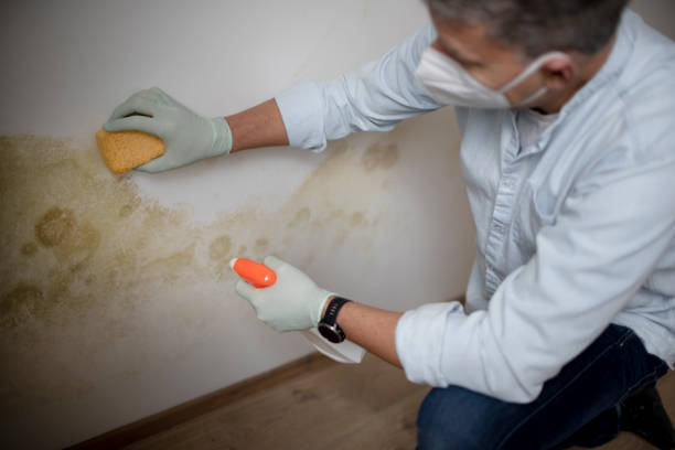 Best Attic Mold Removal  in Celina, TX