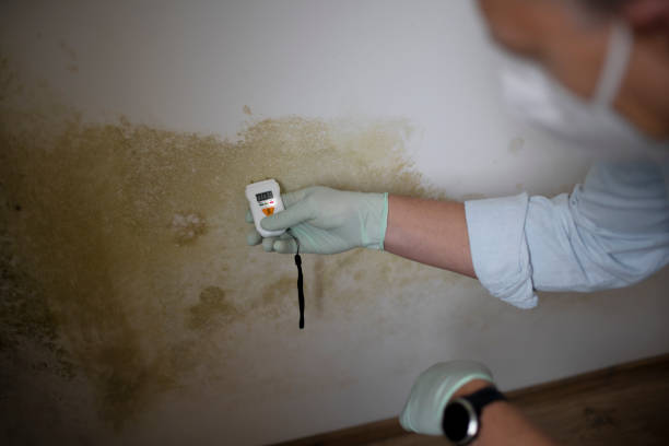 Best Local Mold Removal Service  in Celina, TX