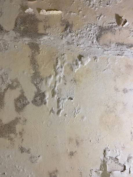 Best Mold Testing  in Celina, TX