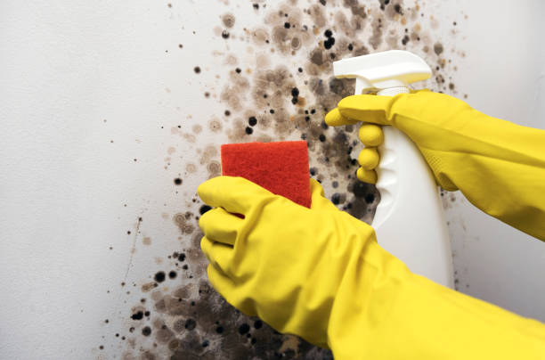 Best Emergency Mold Removal  in Celina, TX