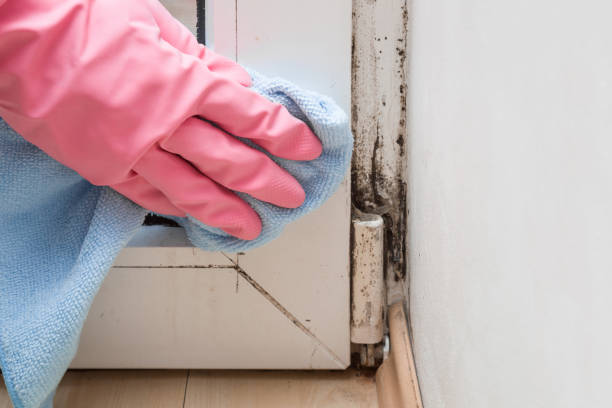 Trusted Celina, TX Mold Removal Experts